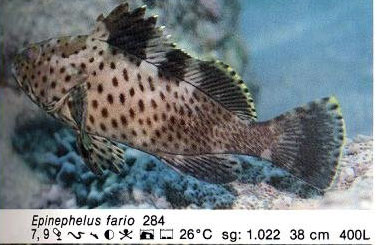 Epinephelus fario